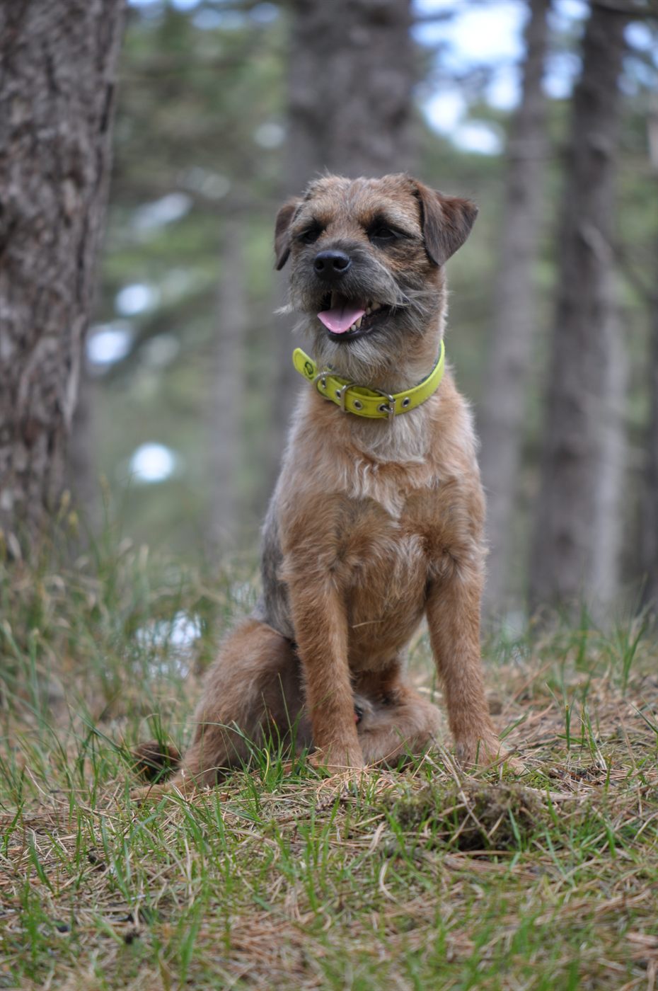 Styrling, Border Terrier mit gelbem Halsband, sitzt lachend im Kiefernwald