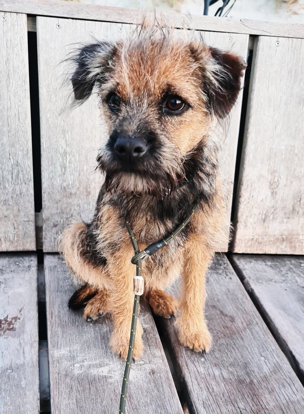 Yoep als junger Border Terrier, nass vom Wasser, sitzt aufmerksam auf einem Holzsteg