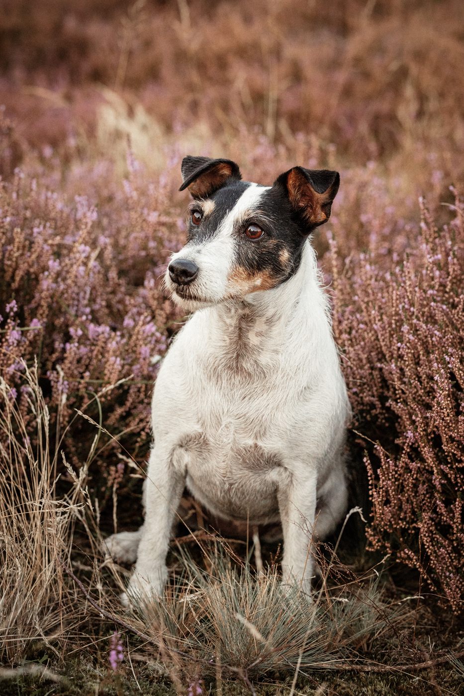 Yuna, Parson Russell Terrier Hündin, sitzt aufmerksam in blühender Heide
